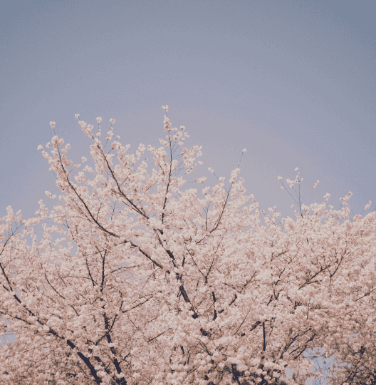 korea cherry blossom trees