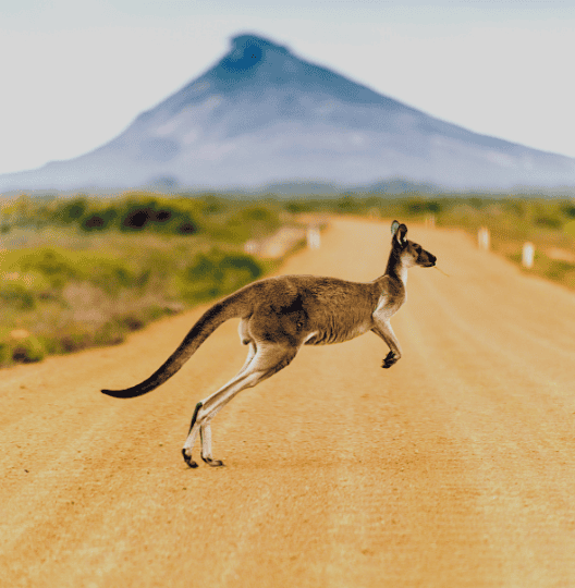 australia cangoroo in countryside